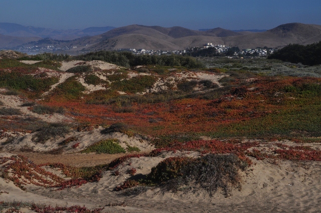 Morro Bay dunes